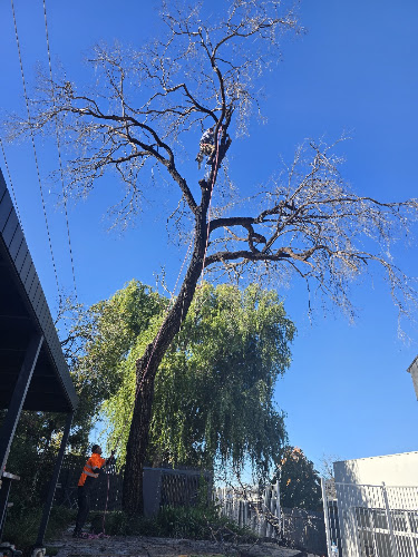 F.T.S Florey Tree Services in Canberra