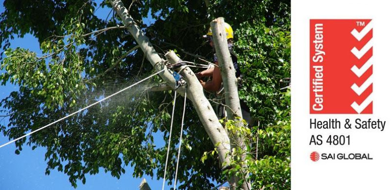 Green & Gold Tree Services in Bayswater