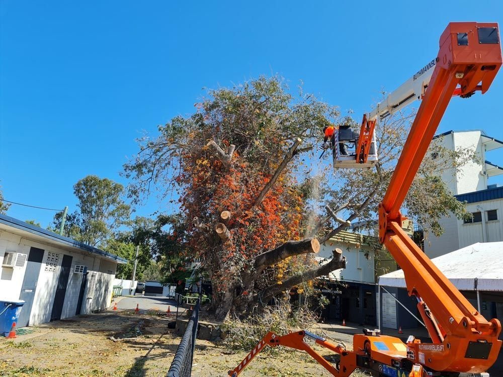 Harry Walker Tree Services in Lakes Creek