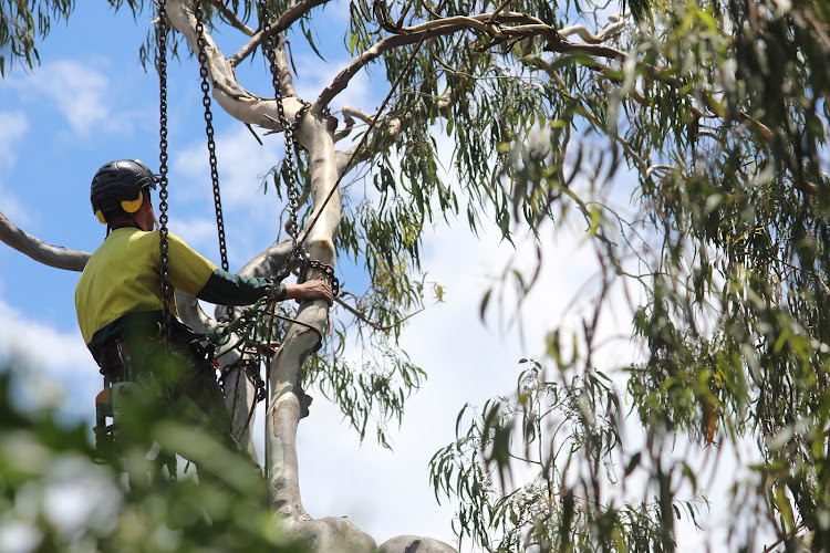 Heritage Tree Care - Toowoomba in Harlaxton