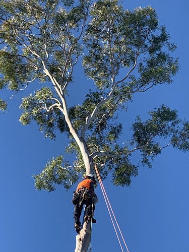 Herveybay palm and tree specialist in Hervey Bay