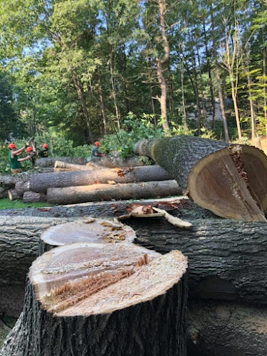 Hi-Quality Tree Removal & Arborist Services in Sutherland