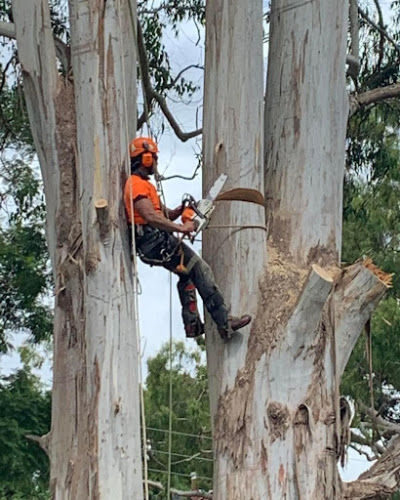 Hinterland tree services sunshine coast in Kunda Park