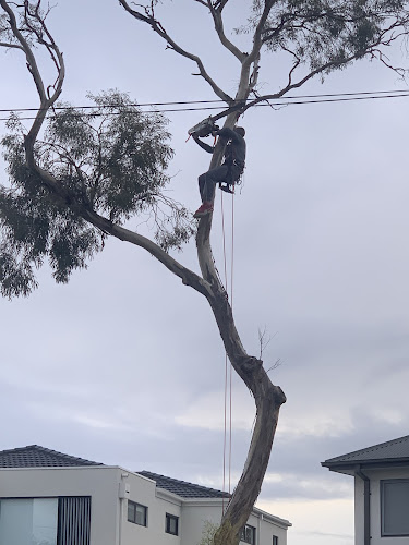 Hobsons Bay Tree Care in Hampton