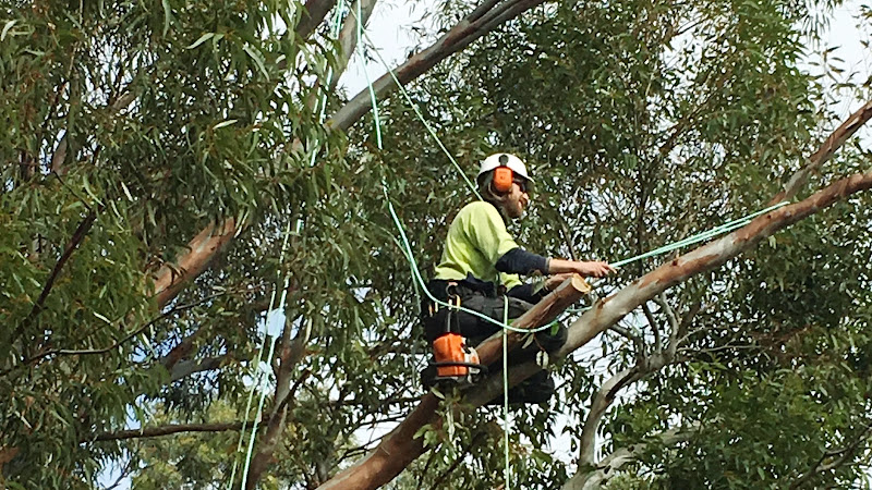 Honest Tree Services in Willaston