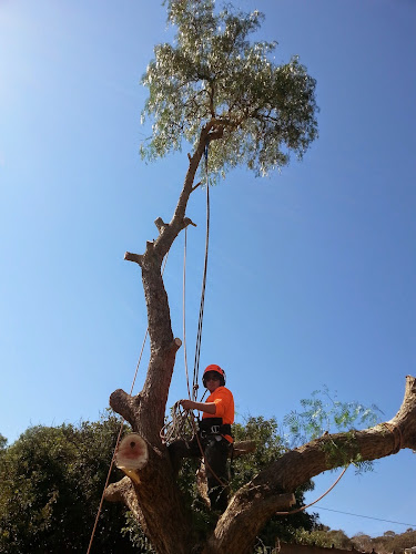 J.A. Tree Services in Ridleyton