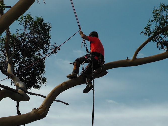 Jack of All Trees in Adelaide