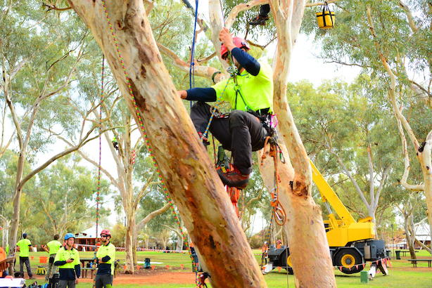 Jim's Trees Ringwood in Ringwood