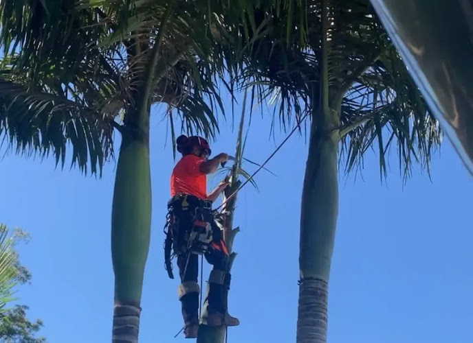 JPC Tree and Yard Maintenance in Coffs Harbour