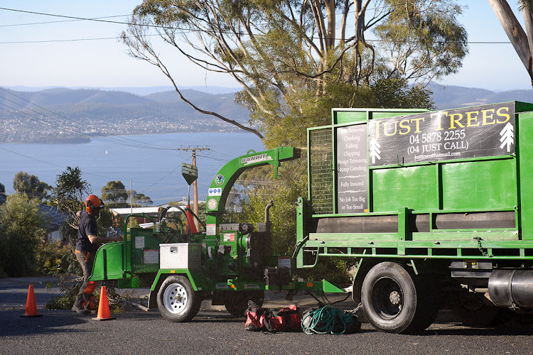Just Trees in Hobart