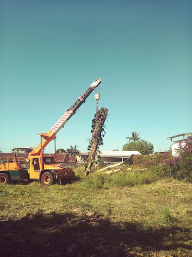 Koala Trees (Arborist) in Brisbane City