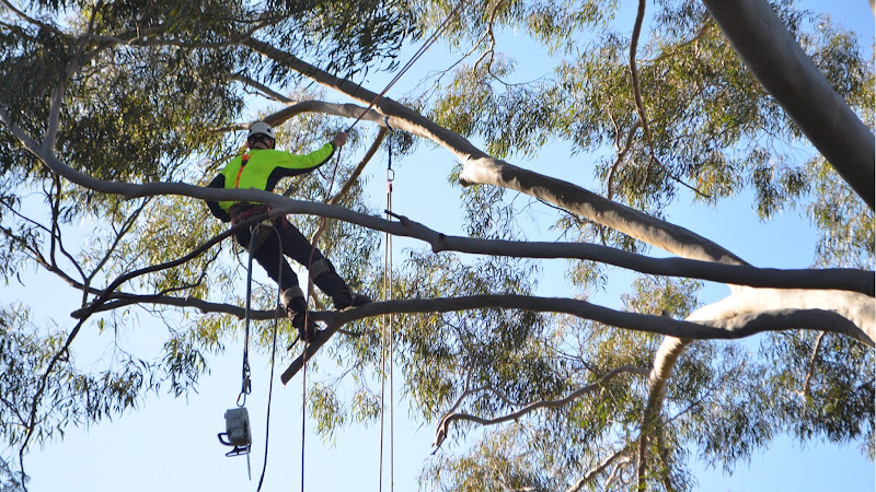 Lifestyle Tree Services in Wanneroo