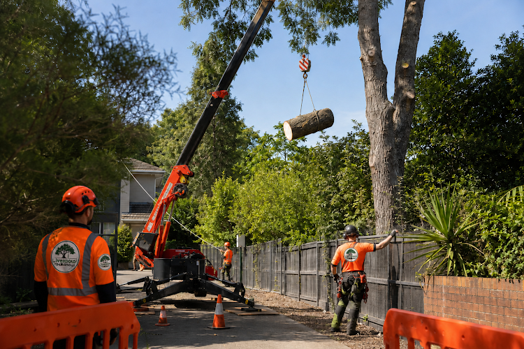 Liverpool Tree Removal in Liverpool