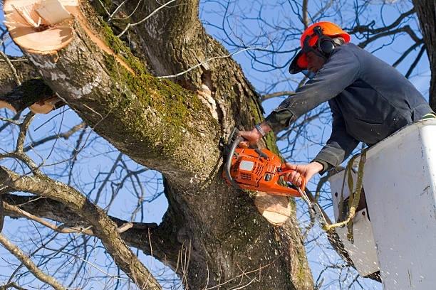 Liverpool Tree Services & Removal in Liverpool