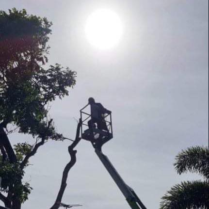 Mackay Arbor and landscaping in South Mackay