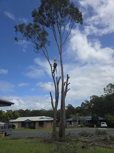 Mallee Tree in Gladstone
