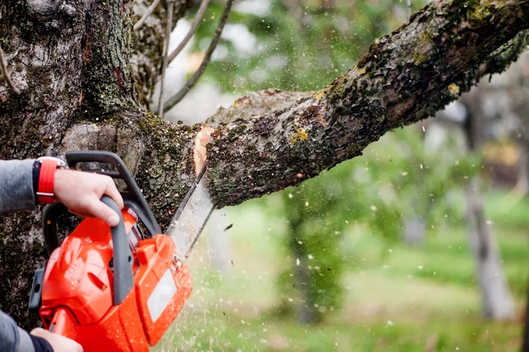Mark's Budget Tree Service in Dubbo