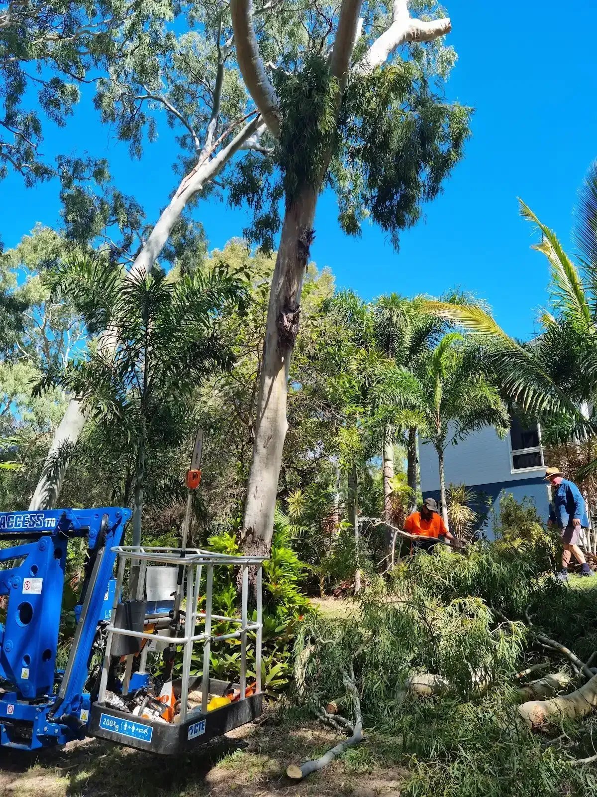 MD Trading Tree Care & Removal in Bundaberg Central