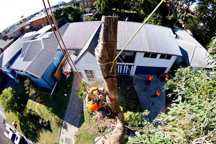 MNC Trees in Port Macquarie