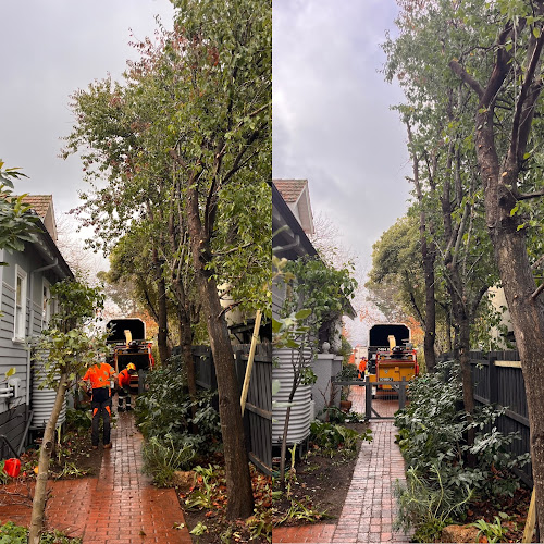 MP Trees Pty Ltd in Ringwood