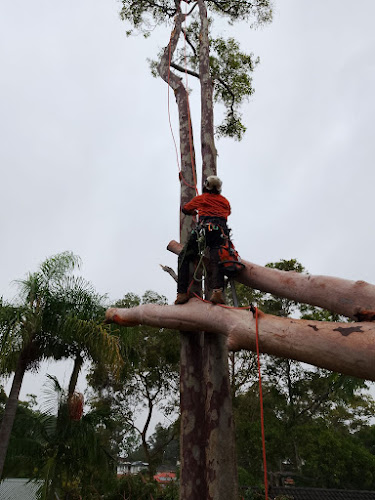 Newcastle Precision Tree Services in Stockton