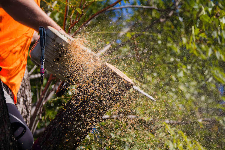 North Lakes Expert Tree Services in North Lakes