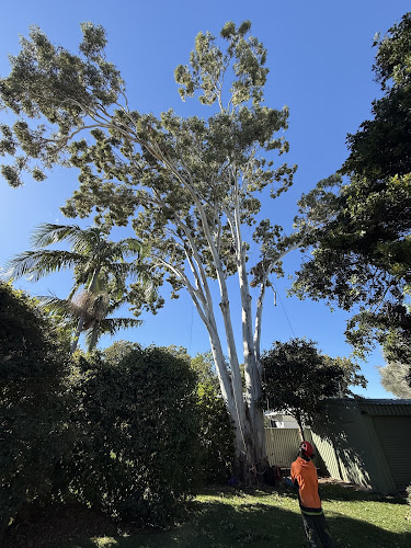 Olivers Tree Experts - Tree Removal Redlands in Thornlands