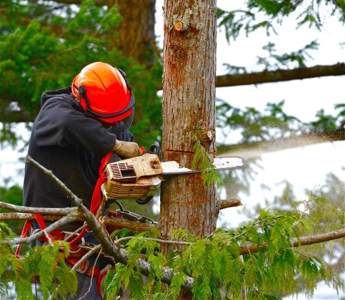 Optimum Tree Removal in Gosford