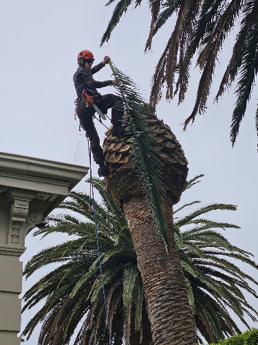 Peak tree and stump services in Parafield Gardens