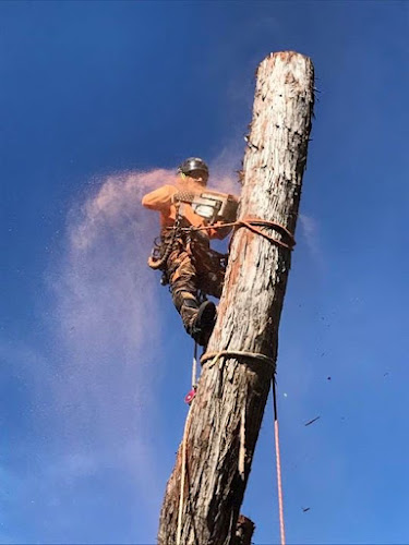 Penney Wise Tree Services in Sydney