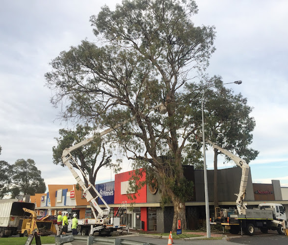 Perth Arbor Services in Perth
