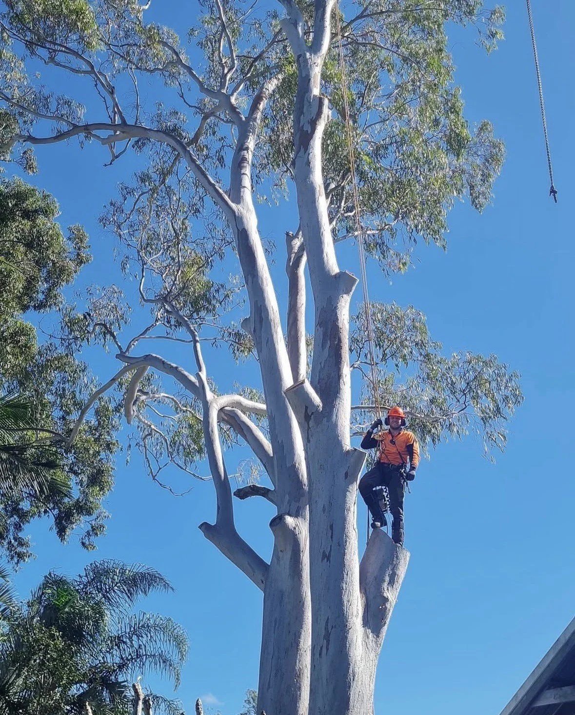 Pinnacle tree management QLD in North Lakes