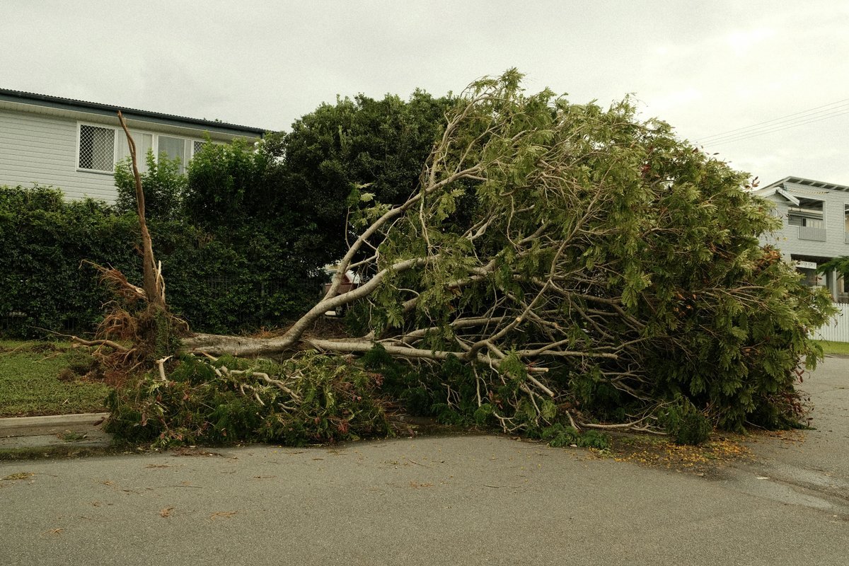Platinum Tree Solutions in Ballarat
