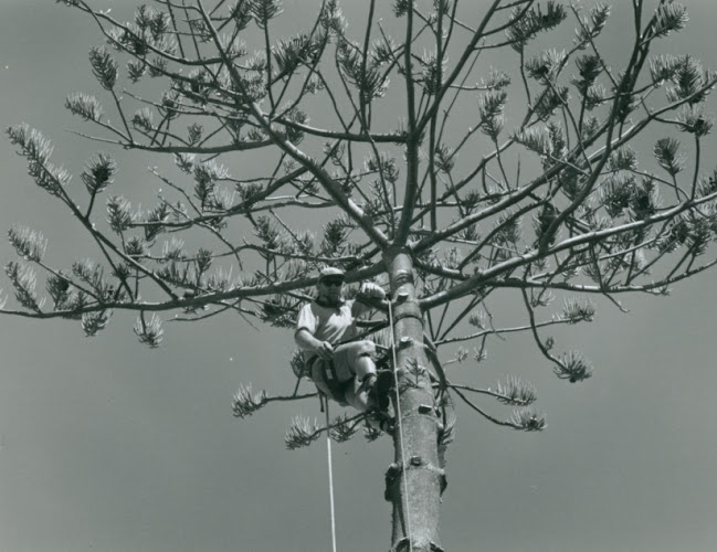 Port Macquarie Tree Service in Port Macquarie