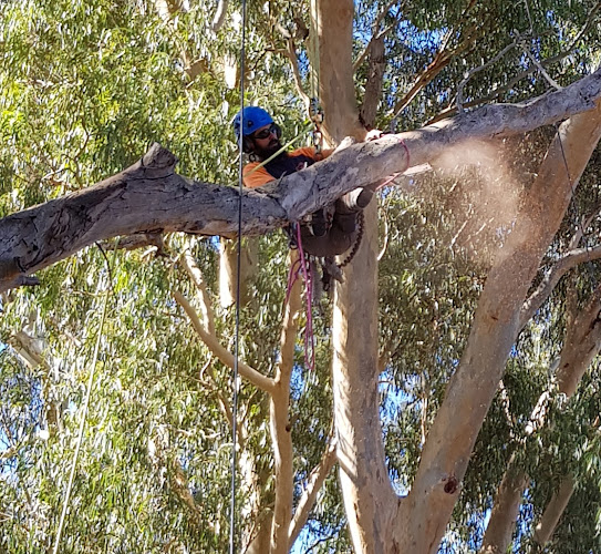 Precision Arb in Gawler