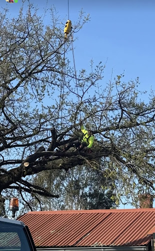 Preservatree in Albury