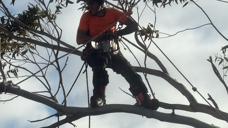 ProCare Trees in Frankston