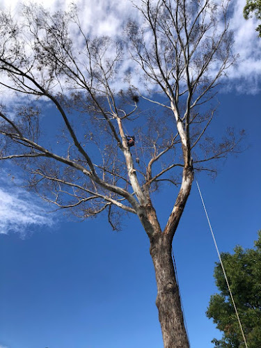 Safe Cut Tree Services ( NSW) PTY LTD in Sydney