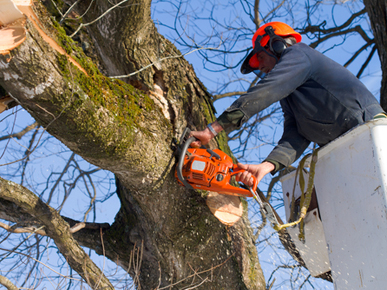 Sam All Fast Tree Lopping in Hornsby