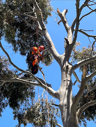SE Tree Solutions in Berwick
