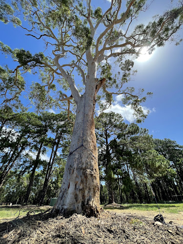 Seascape Vegetation Tree Services in Port Macquarie