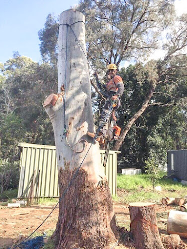 Self's Arboricultural Services in Midland