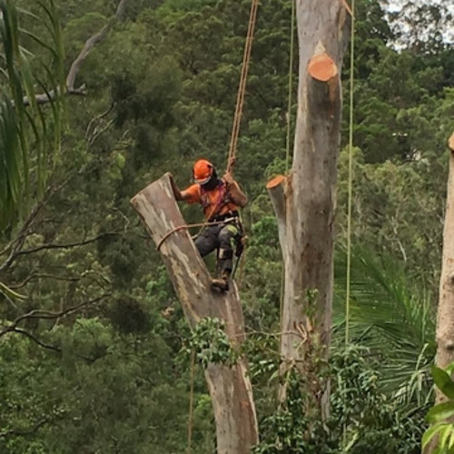 Shepparton Tree Service in Shepparton