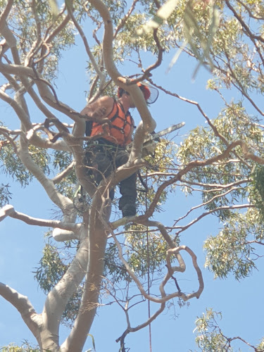 Southern Tree Care in Coniston