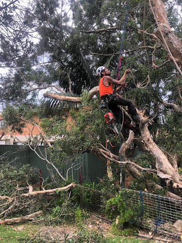 Specialised Tree Services in Gosford