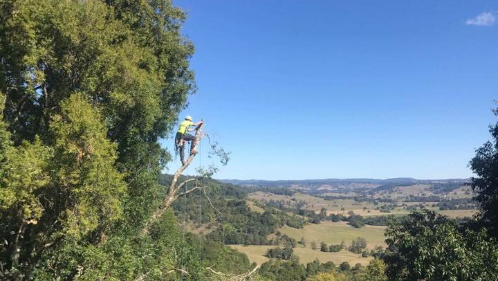 Steve Cubis Tree Services in Lismore
