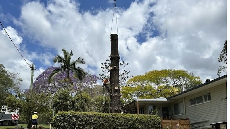Superior Tree Service Sunshine Coast in Sunshine Coast