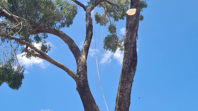 Swift Trees in Wanneroo