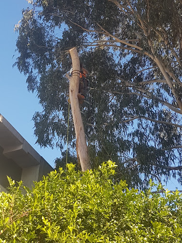 Sydney Arbor Work in Sydney