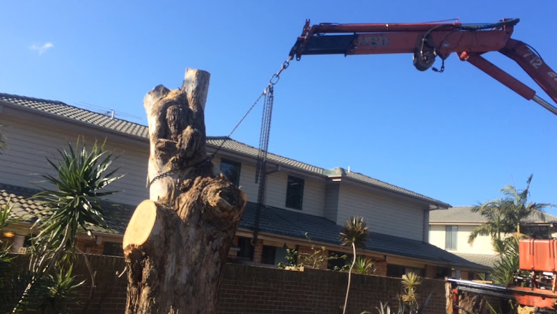 Sydney Shire Tree Services in Parramatta